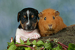 tierfreundschaft tierfreundschaft