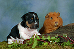 tierfreundschaft tierfreundschaft