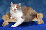katzenfotos britisch_langhaar