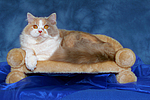 katzenfotos britisch_langhaar