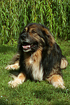 hundefotos hundefotos_mischling