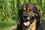 hundefotos hundefotos_mischling