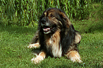 hundefotos hundefotos_mischling