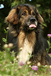 hundefotos hundefotos_mischling