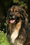 hundefotos hundefotos_mischling