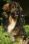 hundefotos hundefotos_mischling