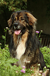 hundefotos hundefotos_mischling