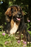 hundefotos hundefotos_mischling