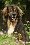 hundefotos hundefotos_mischling