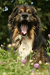 hundefotos hundefotos_mischling
