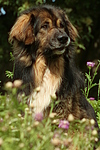 hundefotos hundefotos_mischling