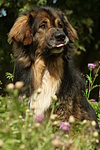 hundefotos hundefotos_mischling