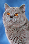 katzenfotos britisch_kurzhaar