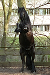 pferdefotos friese
