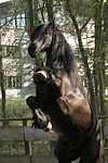 pferdefotos friese