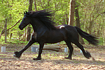 pferdefotos friese