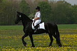 pferdefotos friese