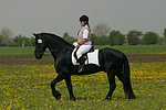 pferdefotos friese