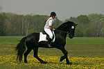 pferdefotos friese