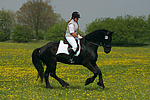 pferdefotos friese