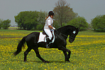 pferdefotos friese