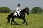 pferdefotos friese