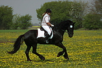 pferdefotos friese