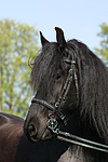 pferdefotos friese
