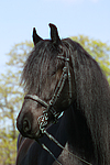 pferdefotos friese