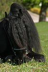 pferdefotos friese