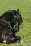 pferdefotos friese