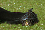 pferdefotos friese