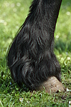 pferdefotos friese