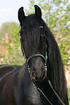 pferdefotos friese