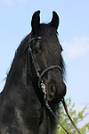pferdefotos friese