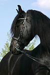 pferdefotos friese
