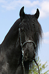 pferdefotos friese