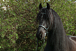 pferdefotos friese