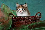 katzenfotos maine_coon