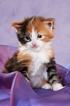 katzenfotos maine_coon
