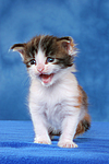 katzenfotos maine_coon