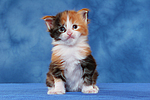 katzenfotos maine_coon