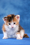 katzenfotos maine_coon