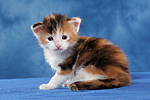 katzenfotos maine_coon