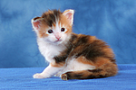 katzenfotos maine_coon