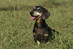 hundefotos dackel_-_kurzhaardackel