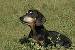hundefotos dackel_-_kurzhaardackel