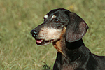 hundefotos dackel_-_kurzhaardackel
