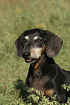 hundefotos dackel_-_kurzhaardackel