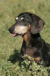 hundefotos dackel_-_kurzhaardackel